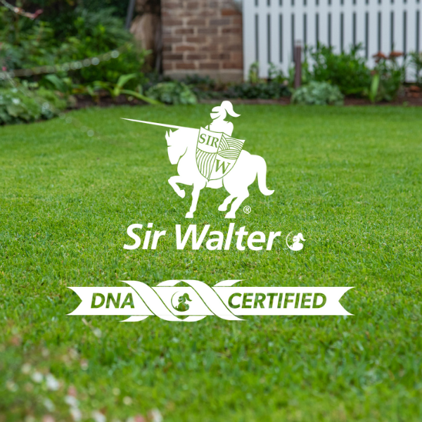 Sir Walter DNA Certified Buffalo