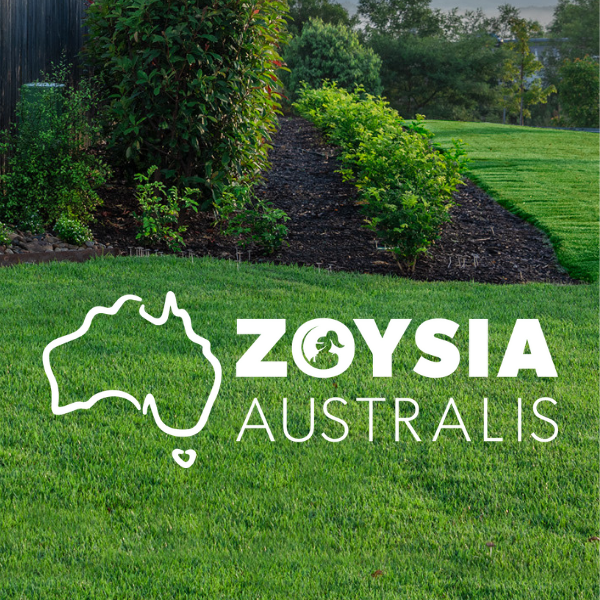 Zoysia Australis
